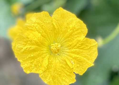 ヘチマ 糸瓜 の育て方 栽培 種まき時期 発芽のコツは 苗の植え替えは必要 Greensnap グリーンスナップ