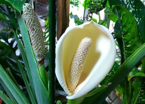 モンステラの育て方 水やり頻度や広がるときの対処法は 気根の埋め方は Greensnap グリーンスナップ