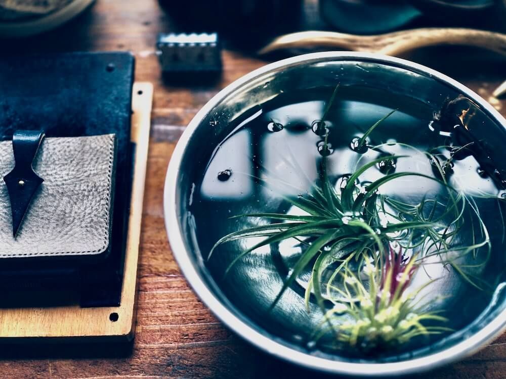 エアプランツ チランジア ソーキング