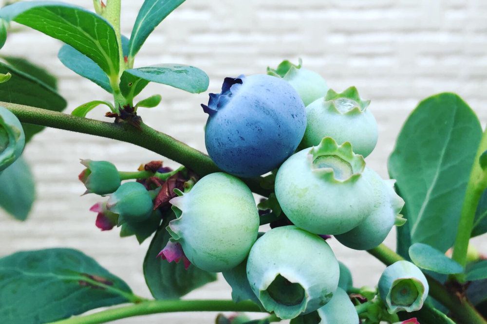 ブルーベリー・レイトブルー　ノーザンハイブッシュ系