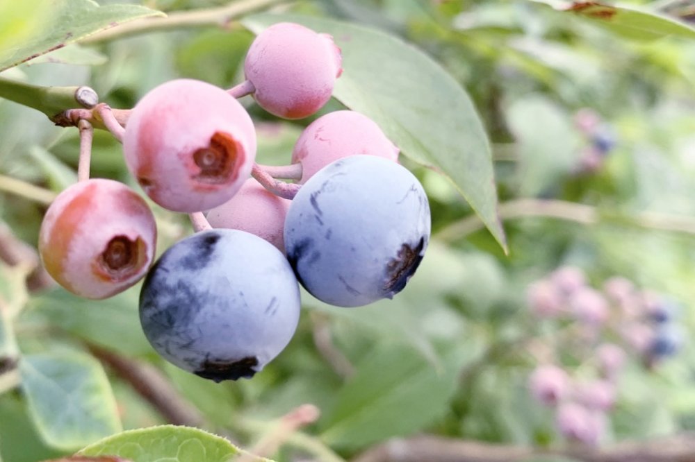 ブルーベリーの種類 2品種育てないと収穫できない 系統別の特徴は Greensnap グリーンスナップ
