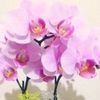 胡蝶蘭の花が終わったら？枯れたらどう復活させる？の画像