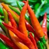 唐辛子の種類｜日本で人気の品種は？それぞれの味と辛さは？の画像
