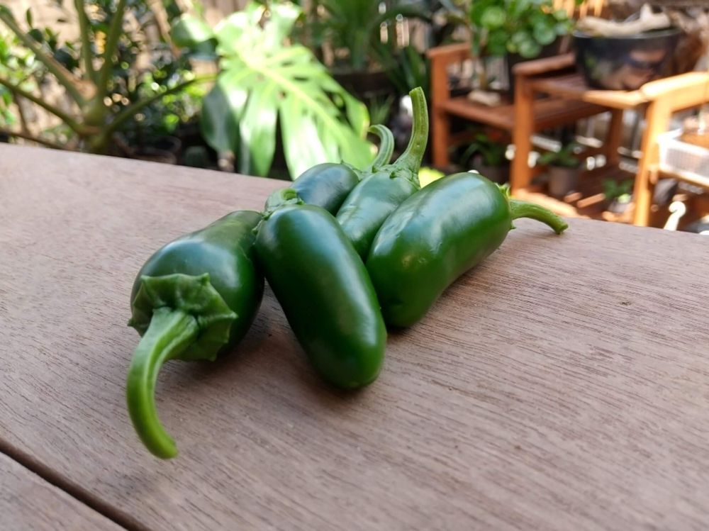 唐辛子ハラペーニョ