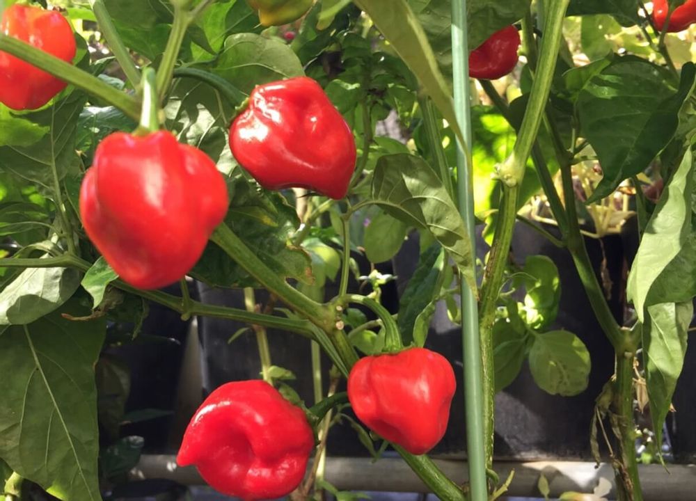 唐辛子ハバネロ