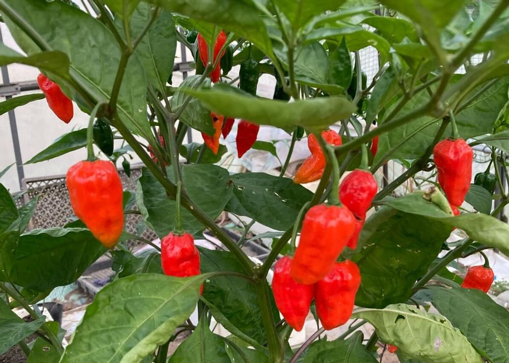 唐辛子ブートジョロキア