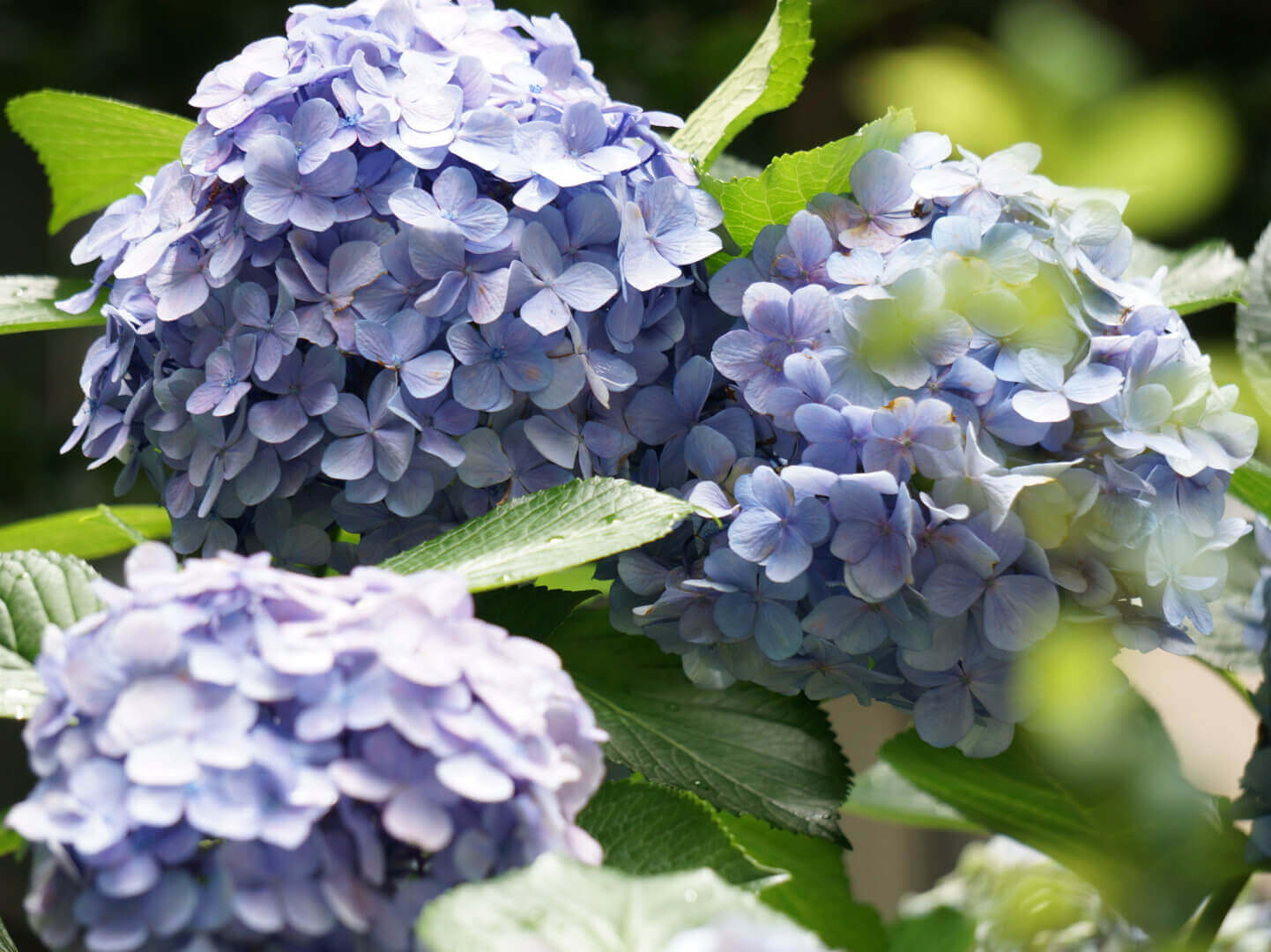 アジサイ 紫陽花 の種類 珍しい品種から人気の白い花を咲かせるものまで Greensnap グリーンスナップ