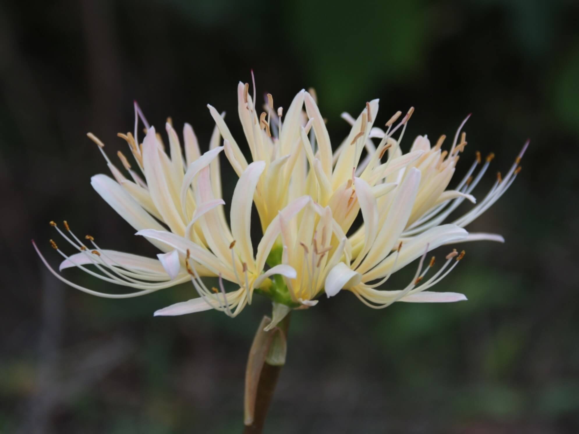 リコリスの種類 ヒガンバナ 曼珠沙華 との違いは 花の特徴は Greensnap グリーンスナップ