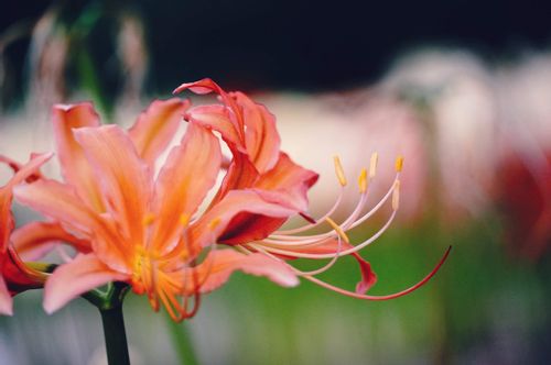 リコリスの種類 ヒガンバナ 曼珠沙華 との違いは 花の特徴は Greensnap グリーンスナップ