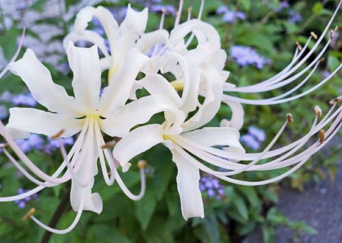 彼岸花、ヒガンバナ、リコリスの球根 ホワイト、白 画像3全て12個 
