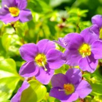 エキザカムの育て方｜苗の植え方や鉢植えの方法は？冬越しもできる？の画像