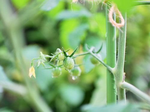 トマトの剪定 整枝 わき芽かき 摘心の時期や方法は たくさん実がなるコツは Greensnap グリーンスナップ