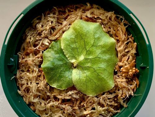 ピートモスとは 効果や使い方 ブルーベリー栽培に必須 Greensnap グリーンスナップ ピートモスとは 効果や使い方 ブルーベリー栽培に必須 Greensnap グリーンスナップ
