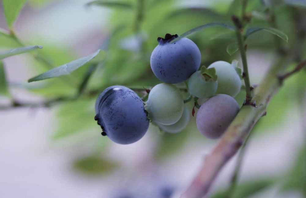 ピートモスブルーベリー