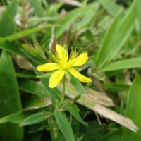 弟切草の育て方｜苗の植え付けや植え替えの時期や方法は？の画像