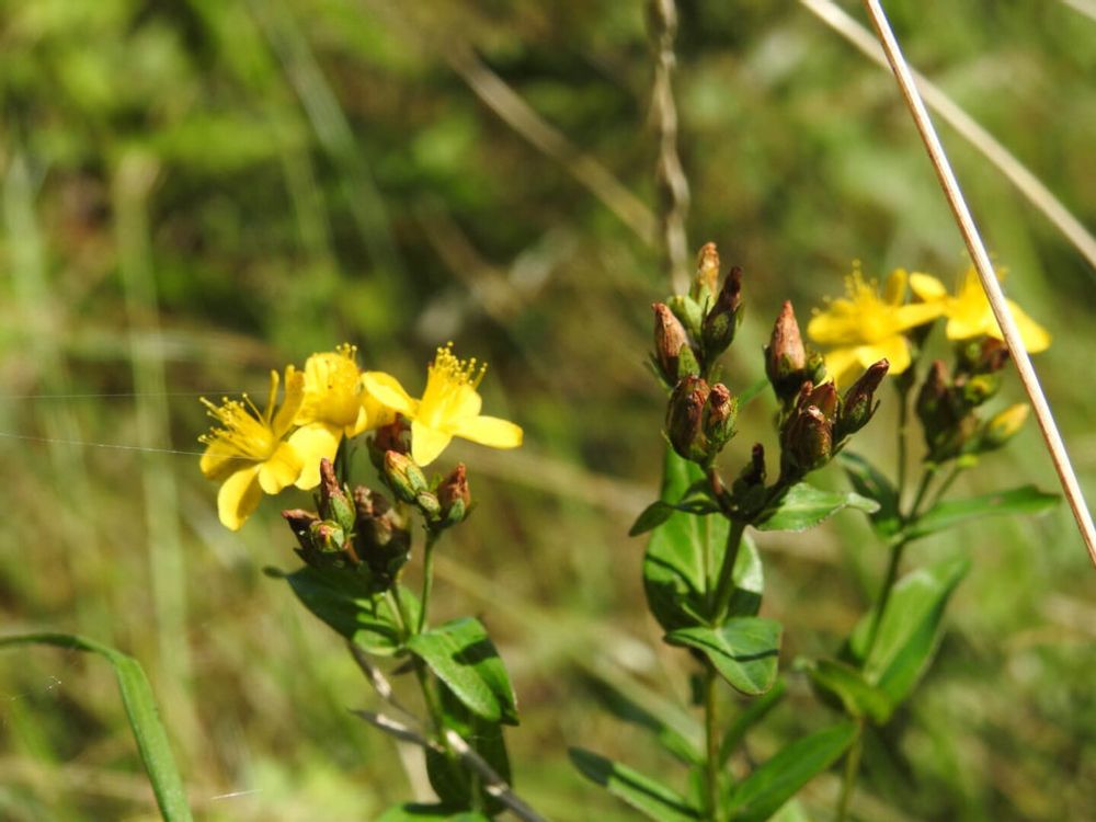 弟切草　黄色い花