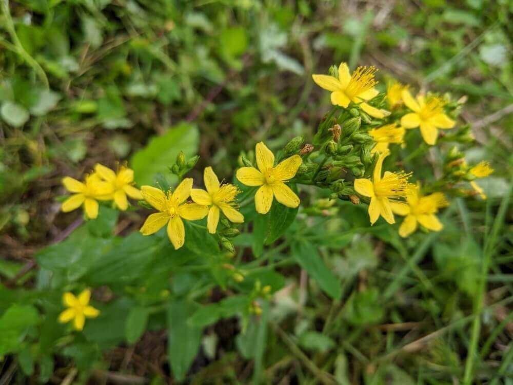 弟切草　黄色い花