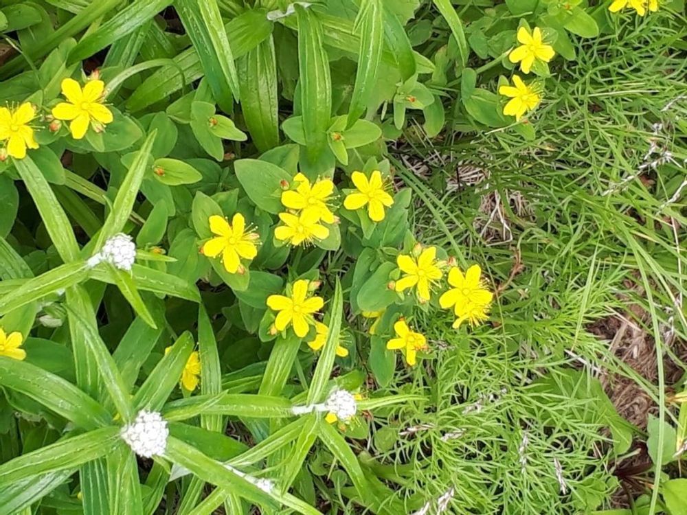 弟切草　黄色い花