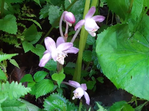 リコリスの種類 ヒガンバナ 曼珠沙華 との違いは 花の特徴は Greensnap グリーンスナップ