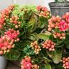 カランコエの育て方｜剪定や植え替えの時期や方法は？花の咲かせ方は？の画像