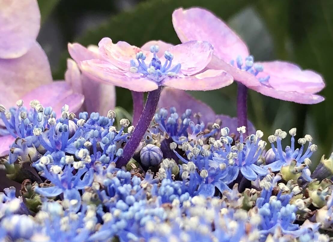 绣球花 紫阳花 的插枝 时期和不失败的诀窍是什么 也能种水吗 爱花园