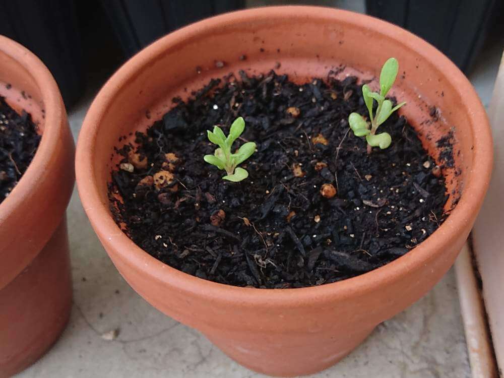 ラベンダーの育て方 地植え 鉢植え栽培のコツ 初心者でも枯らさず育てるには Greensnap グリーンスナップ