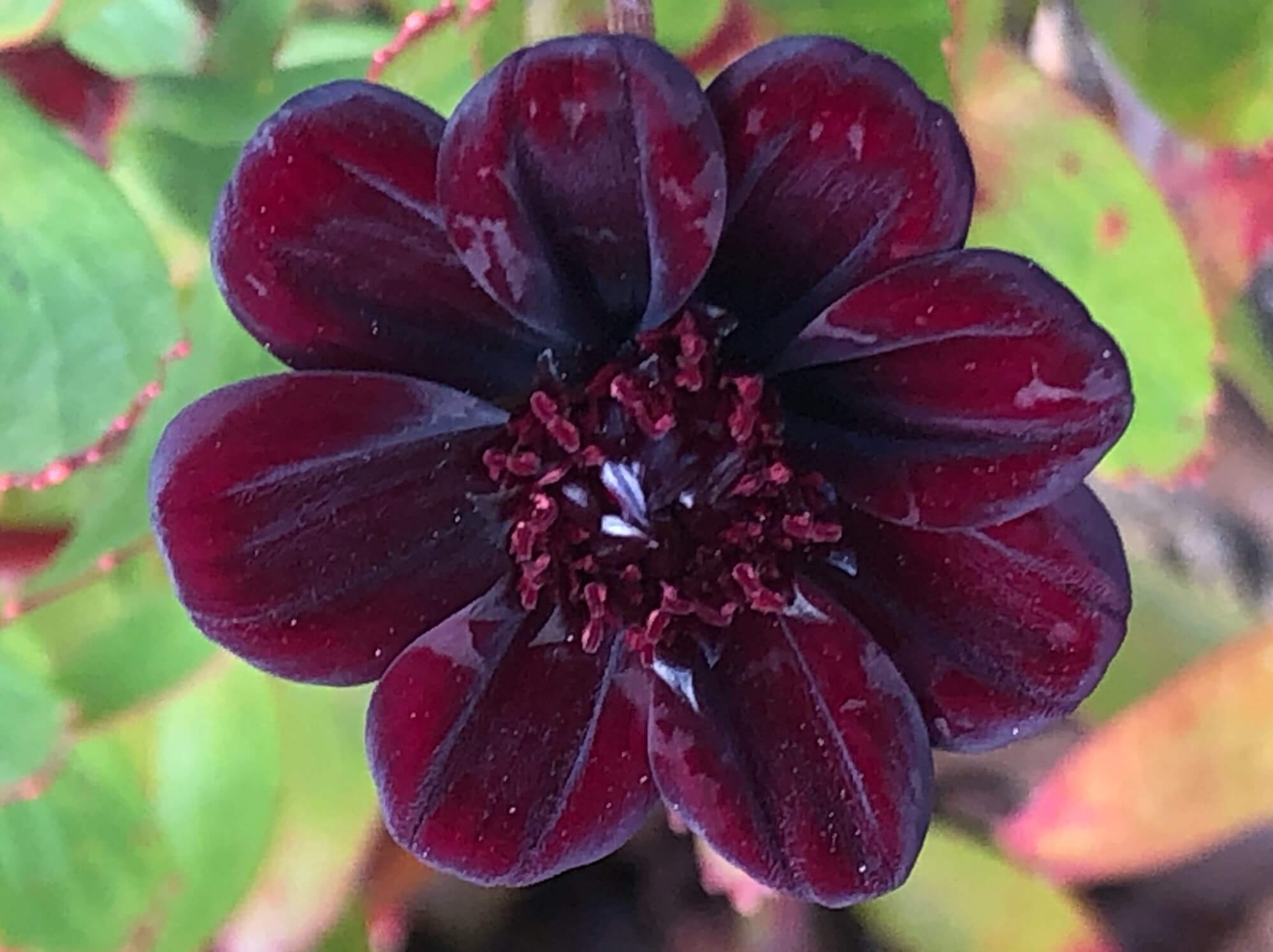 黒い花　チョコレートコスモス