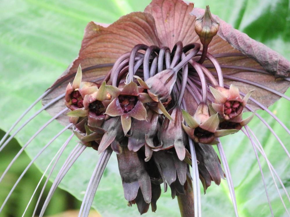 黒い花タッカ・シャントリエリ