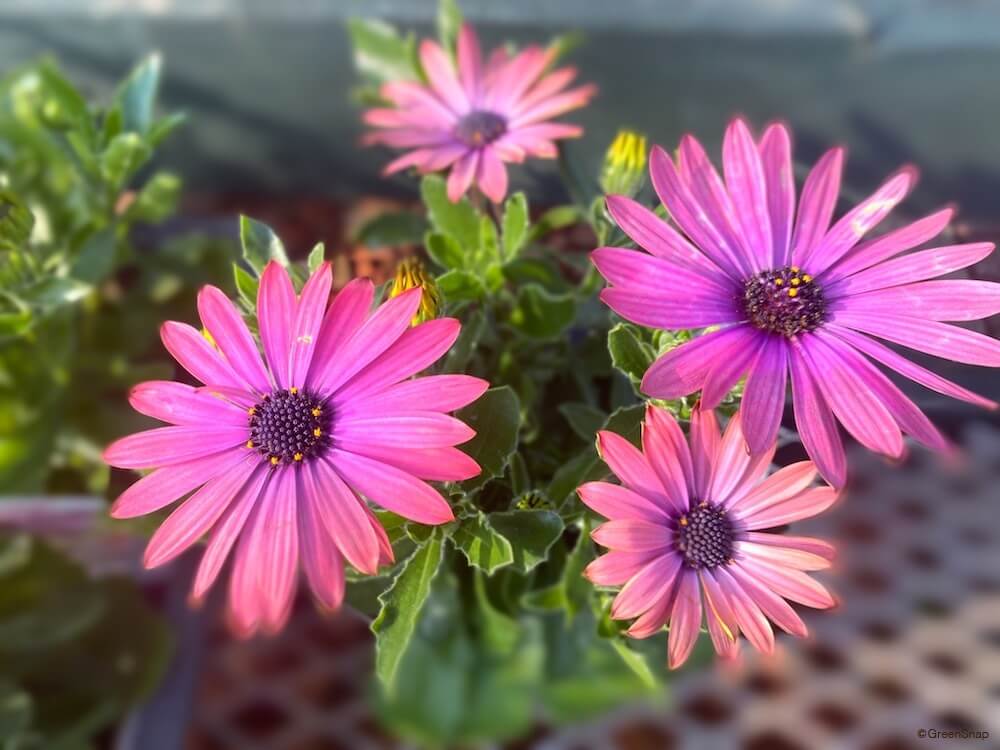 オステオスペルマム