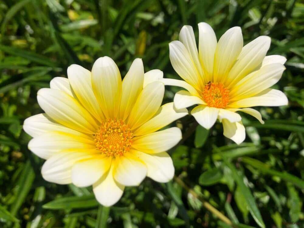 オステオスペルマム