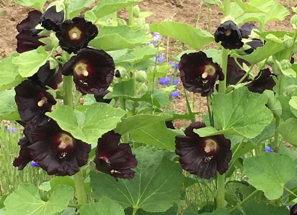 黒い花　タチアオイ