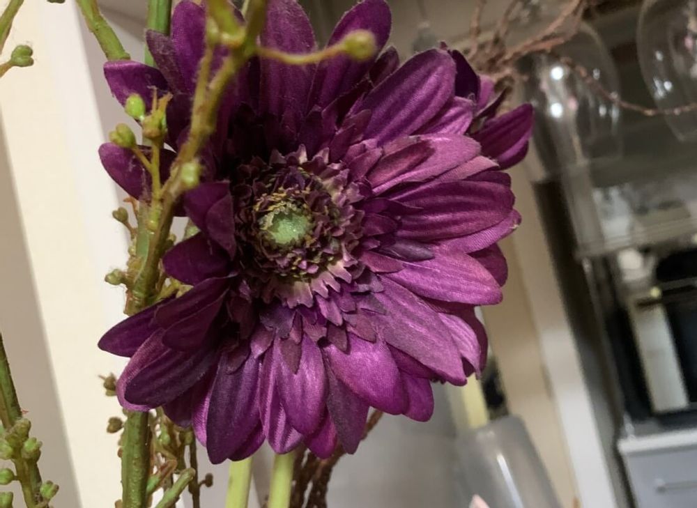 黒い花ガーベラ