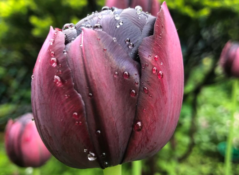 黒い花りゅーリップ