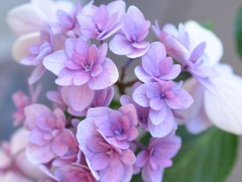 紫陽花 アジサイ の種類 珍しい希少品種 人気の白い園芸品種など15選 Greensnap グリーンスナップ