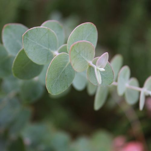 ユーカリの挿し木 時期や方法は 成功させるコツとは Greensnap グリーンスナップ