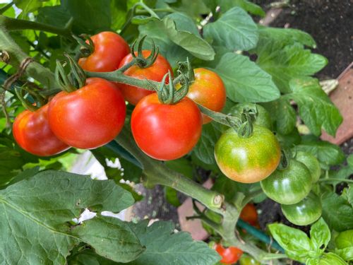 トマトをベランダで育てよう プランター栽培のコツは 置き場所はどうすべき Greensnap グリーンスナップ トマトをベランダで育てよう プランター栽培のコツは 置き場所はどうすべき Greensnap グリーンスナップ