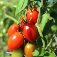 トマトの栽培では葉っぱをとった方が美味しくなる！葉かきの方法と効果とは？の画像