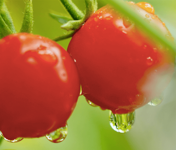 トマトのうどんこ病 原因や症状は 対策や治し方はある Greensnap グリーンスナップ