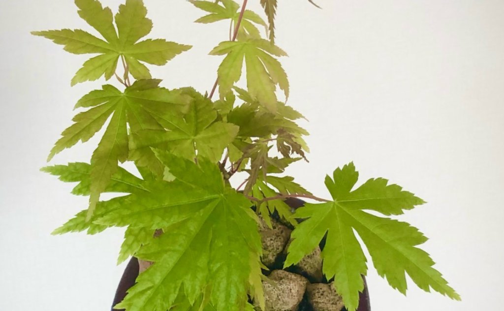 イロハモミジとは 普通のモミジとの違いや特徴 紅葉する条件は Greensnap グリーンスナップ