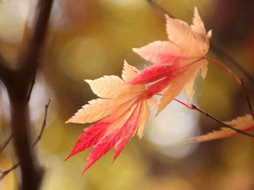 イロハモミジの花言葉 花の特徴や由来 紅葉の時期は Greensnap グリーンスナップ