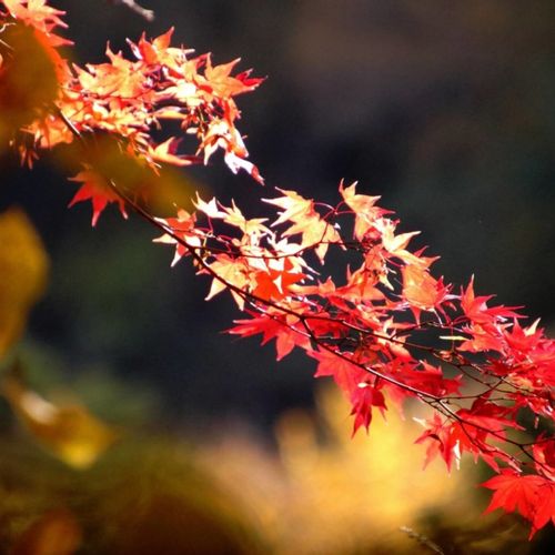 イロハモミジの花言葉 花の特徴や由来 紅葉の時期は Greensnap グリーンスナップ