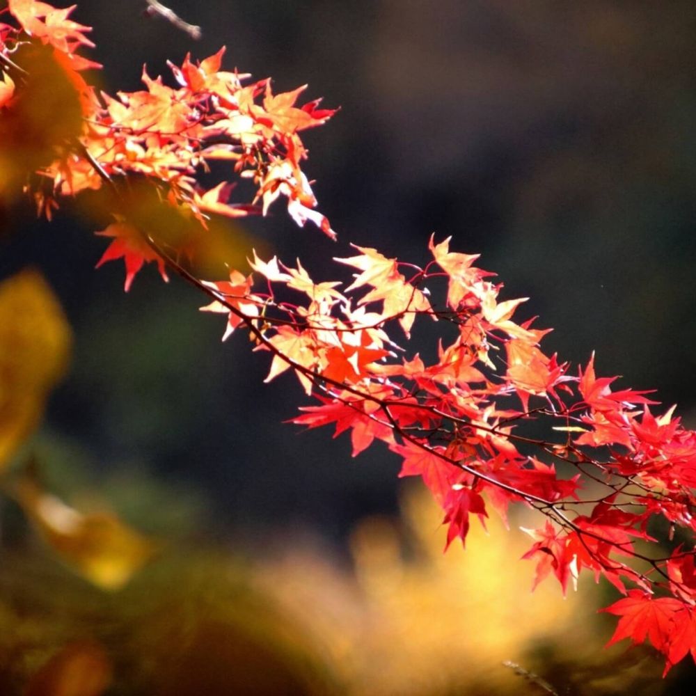 イロハモミジの花言葉｜花の特徴や由来、紅葉の時期は？｜🍀GreenSnap（グリーンスナップ）