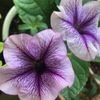 ペチュニアの種まき｜時期や方法、発芽までの手入れや保存方法の画像