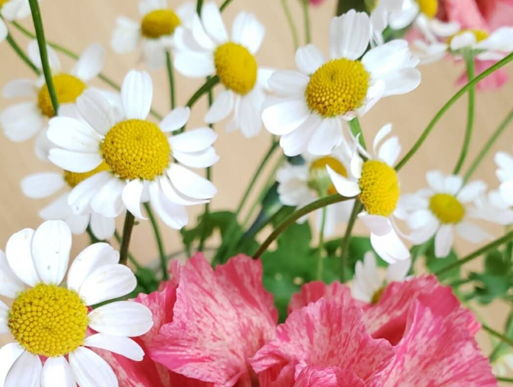 ローマンカモミール　白い花