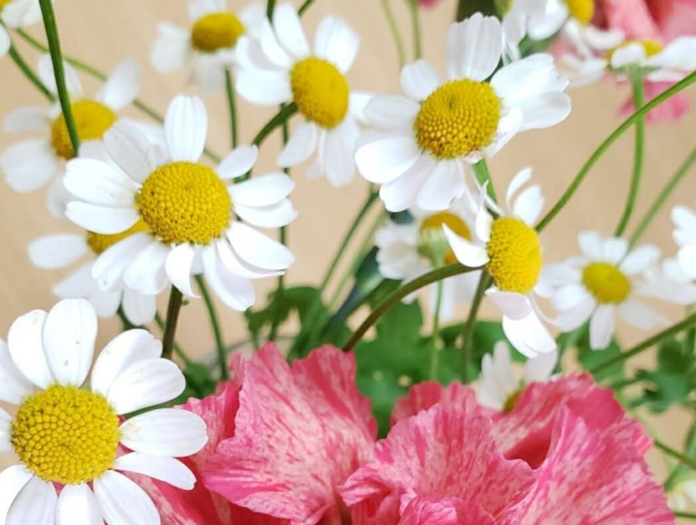 ローマンカモミール　白い花