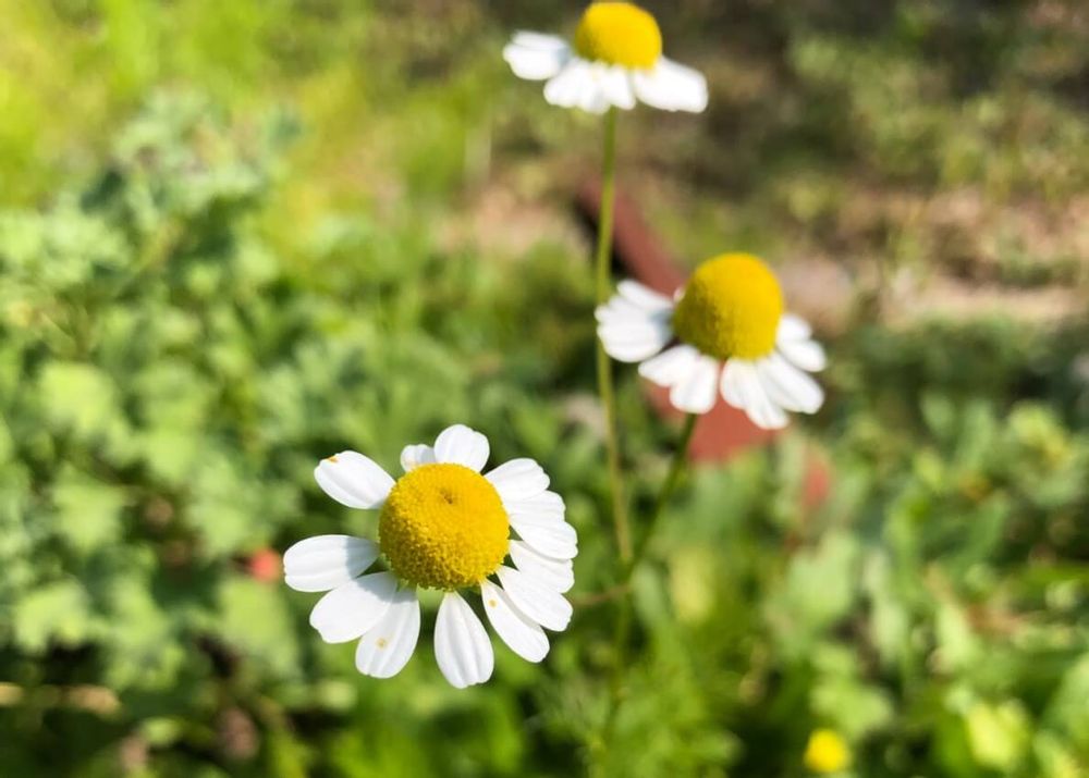 ローマンカモミール