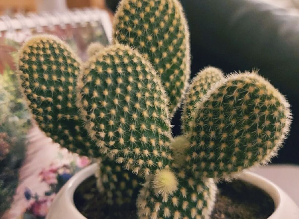 ウチワサボテン