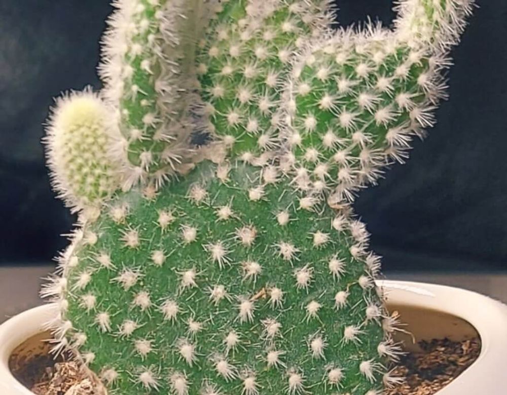 ウチワサボテン