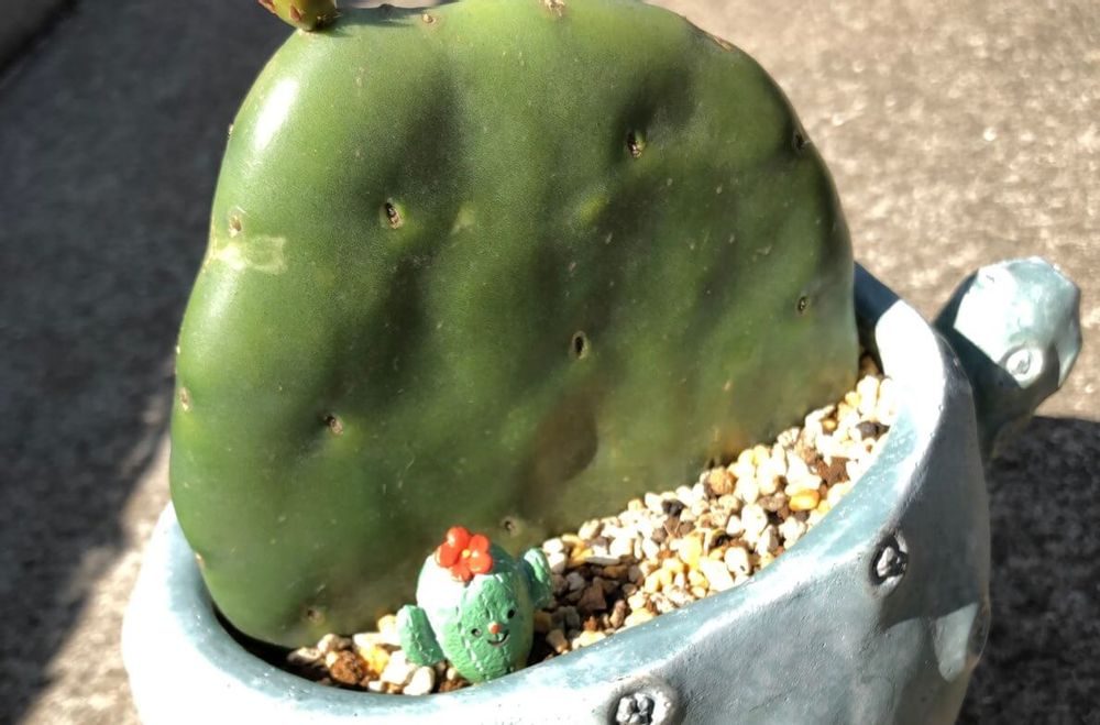 ウチワサボテン