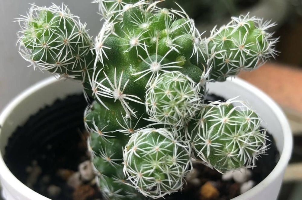 ウチワサボテン